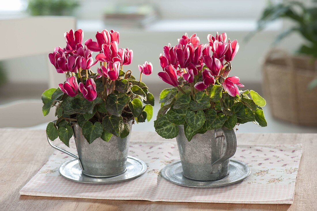 Cyclamen (cyclamen) in zinc cups