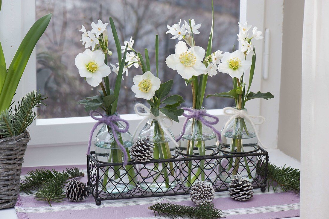 Small glass bottles with Narcissus 'Ziva' (Tazette - Narcissus) and Helleborus
