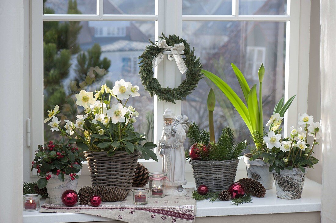 Weihnachtsfenster mit Helleborus niger (Christrose), Gaultheria procumbens