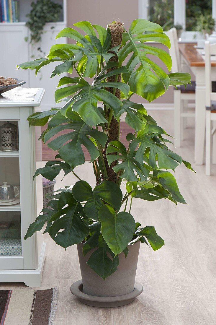 Philodendron petusum syn. Monstera deliciosa (Fensterblatt)