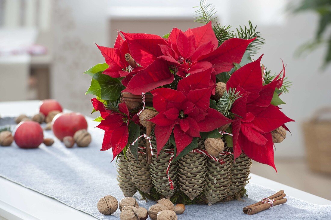 Christmas star in pine cone vase