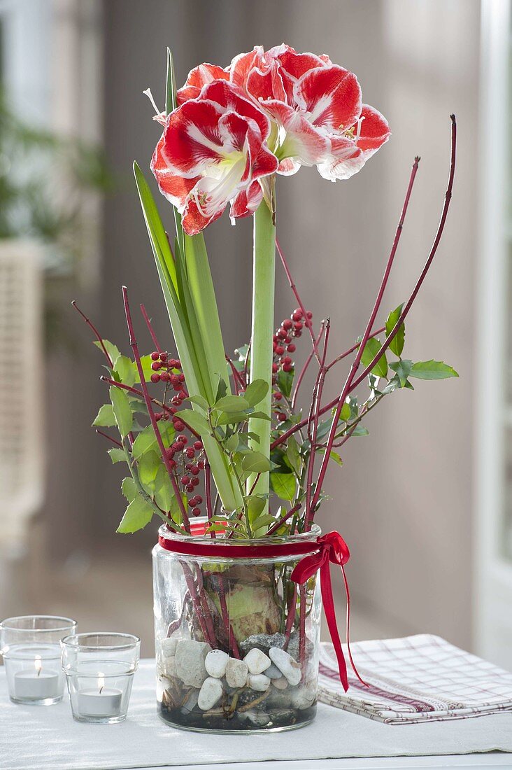 Amaryllis grown in glass with pebbles
