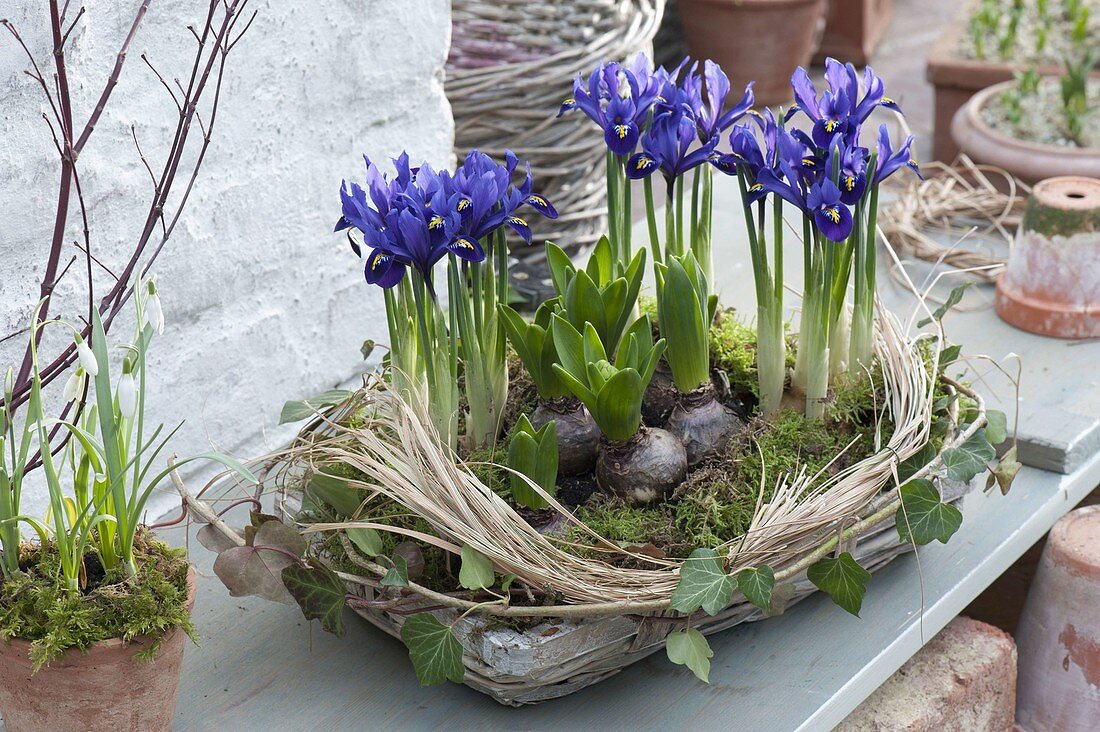 Flat basket with iris reticulata 'Harmony' and Hyacinthus