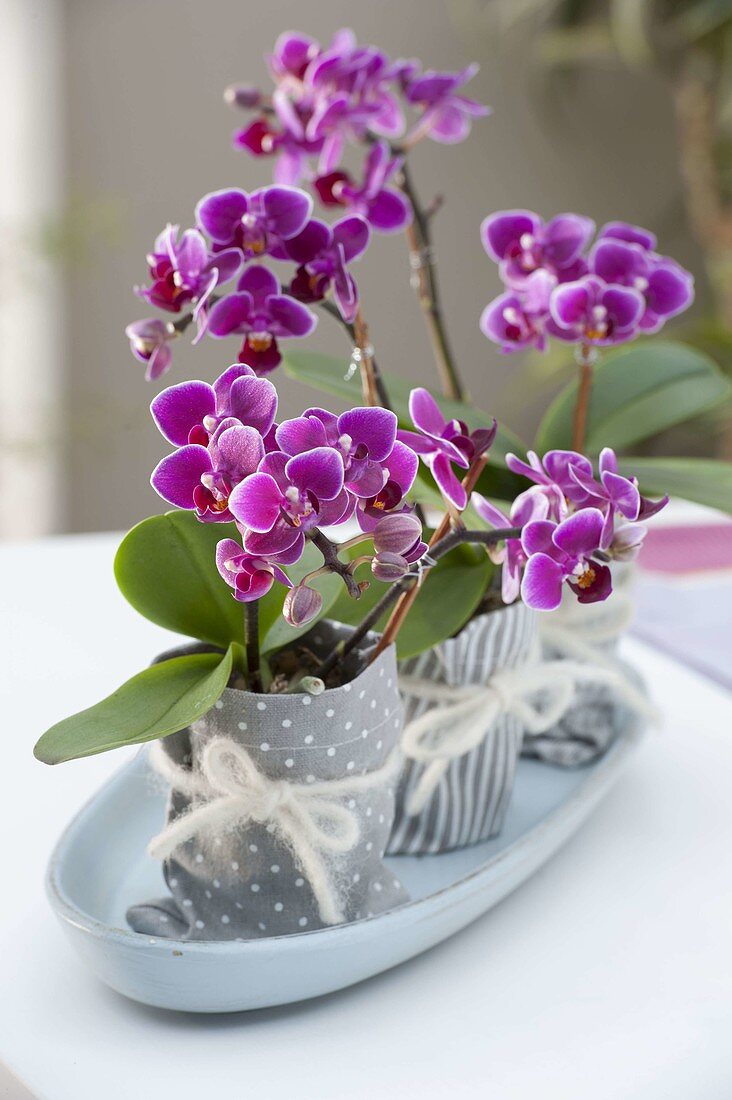 Mini Orchids Phalaenopsis 'Little Lady' (Malay Flower)
