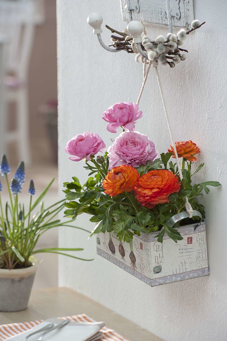 Box planted with ranunculus hung on hooks