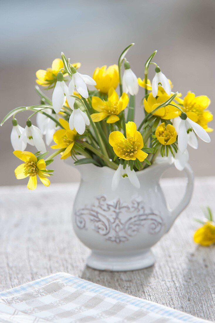 Small bouquet in cream jug: Galanthus (snowdrop)