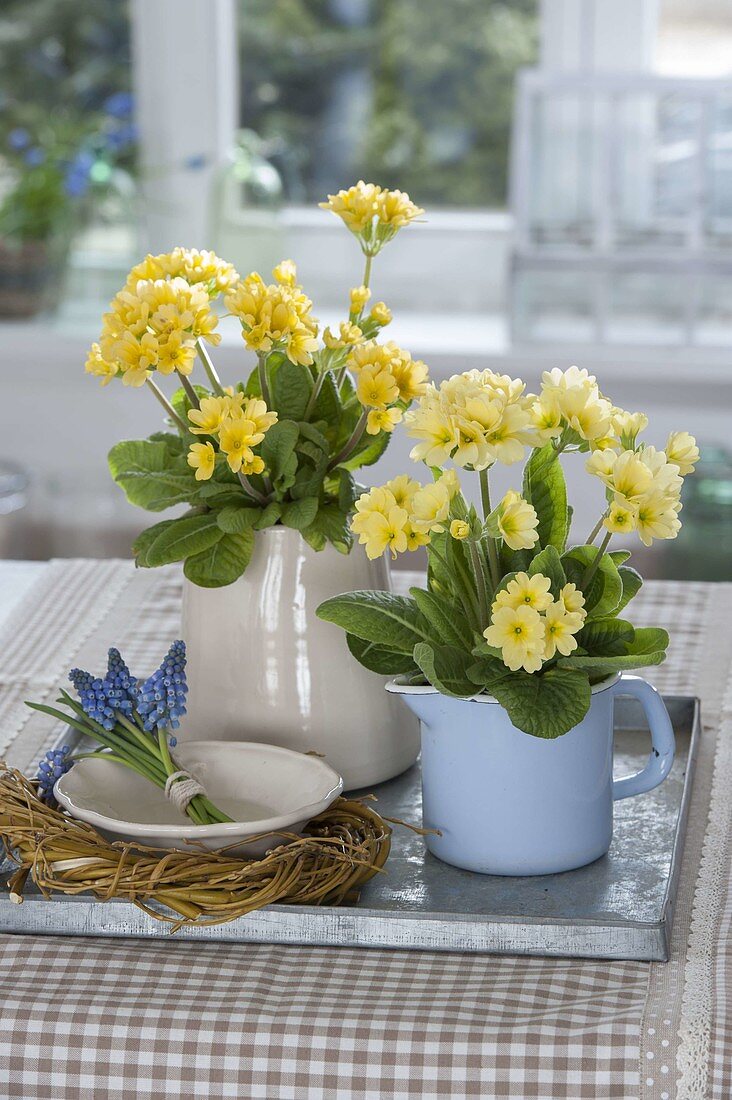 Primula veris (Schluesselblumen, Himmelsschlüssel), Kranz aus Salix