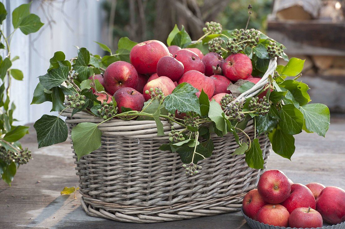 Korb mit roten Äpfeln (Malus) dekoriert mit Zweigen von Hedera (Efeu)