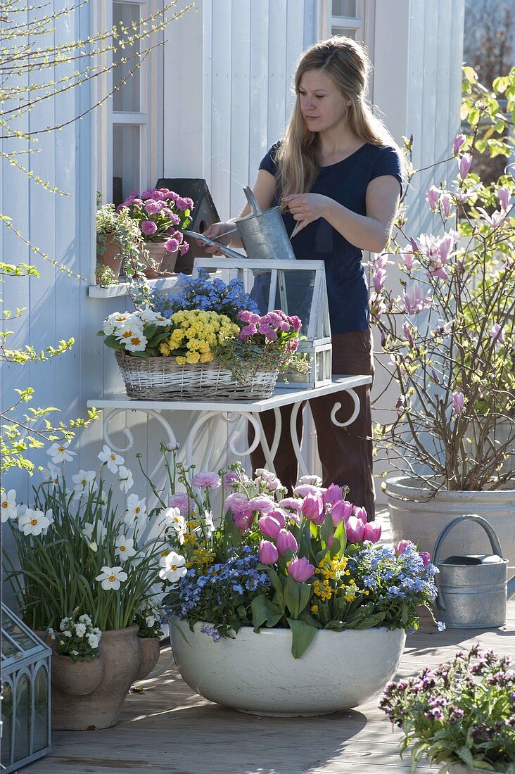 Bunte Frühlingsterasse mit Tulipa 'Early Glory' (Tulpen), Myosotis 'Myomark'