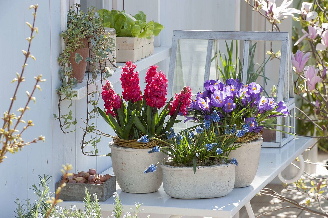 Hyacinthus 'Holly Hock' (hyacinths), Muscari 'Blue Pearl' (grape hyacinths)