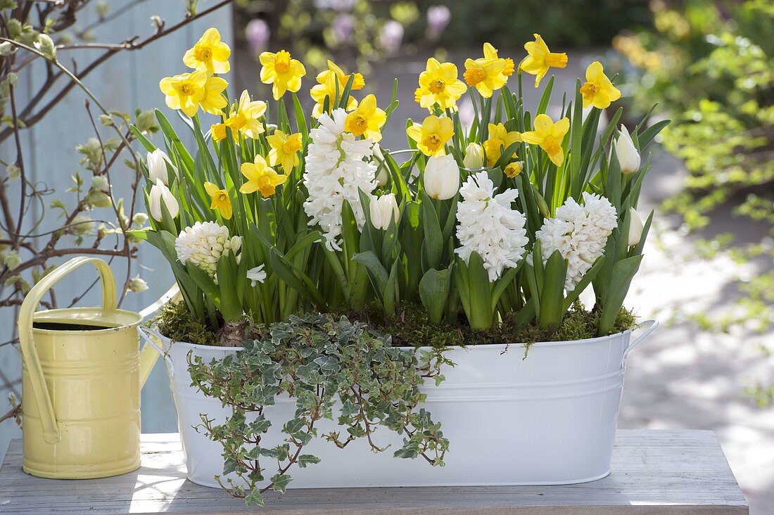 Yellow and white planted metal jardiniere: Hyacinthus 'White Pearl' (Hyacinths)