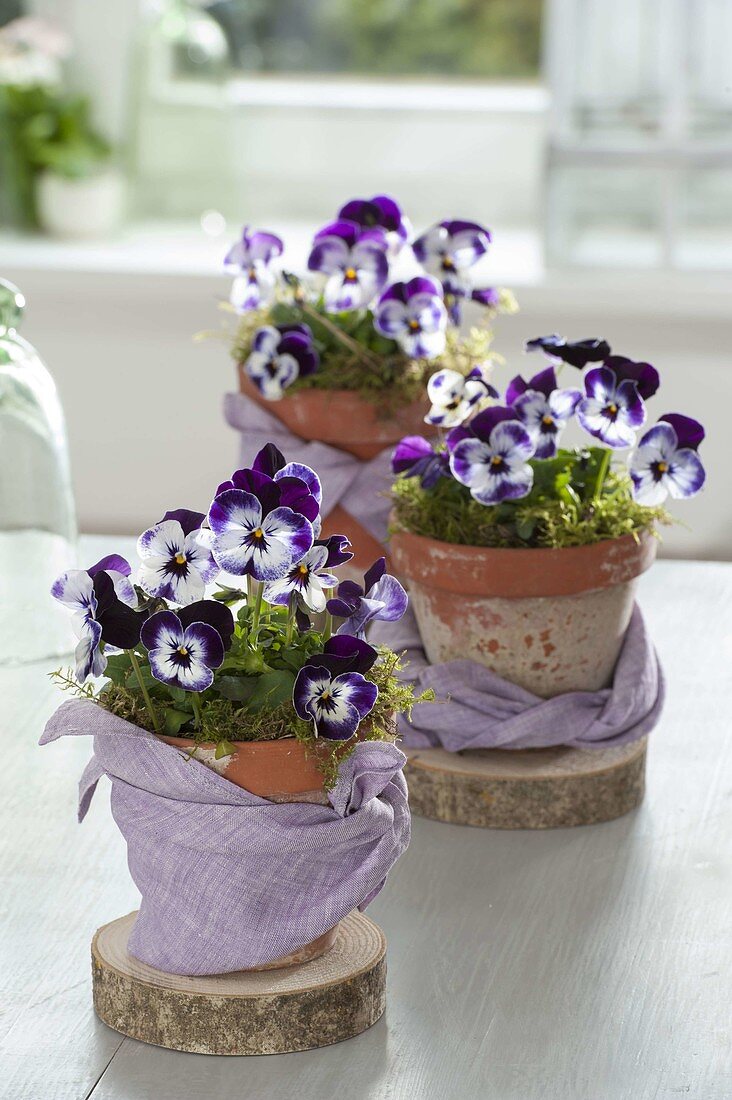 Viola cornuta 'Purple & White' (horned violet) in clay pots