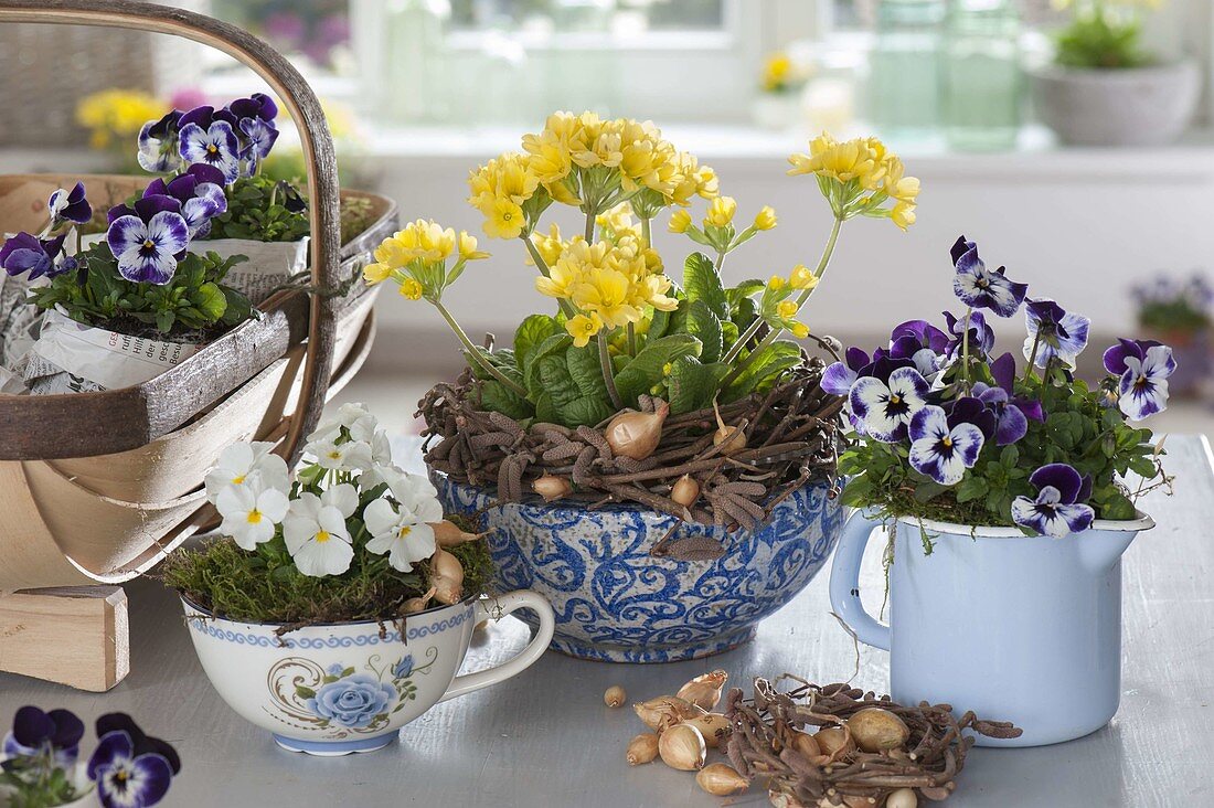 Primula veris (primrose, cowslip) in bowl, Viola cornuta