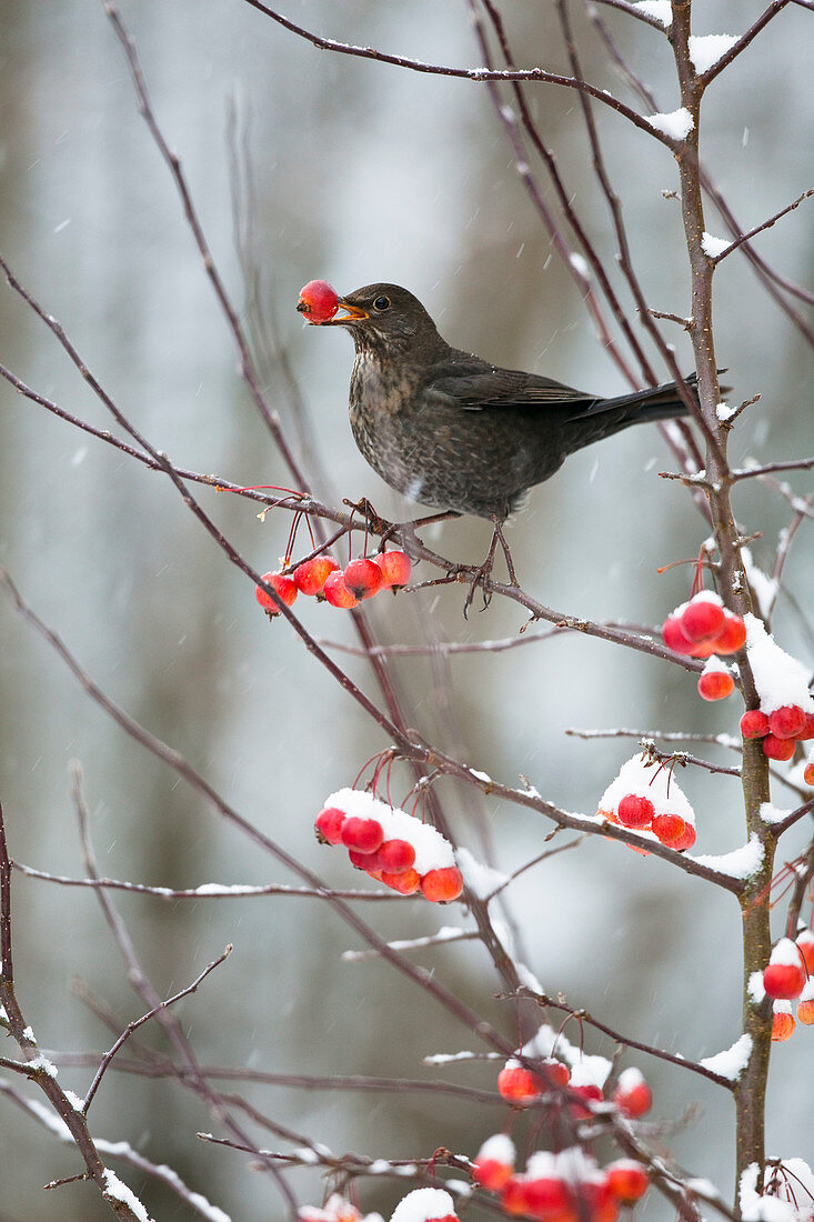 Blackbird in winter eats ornamental apple