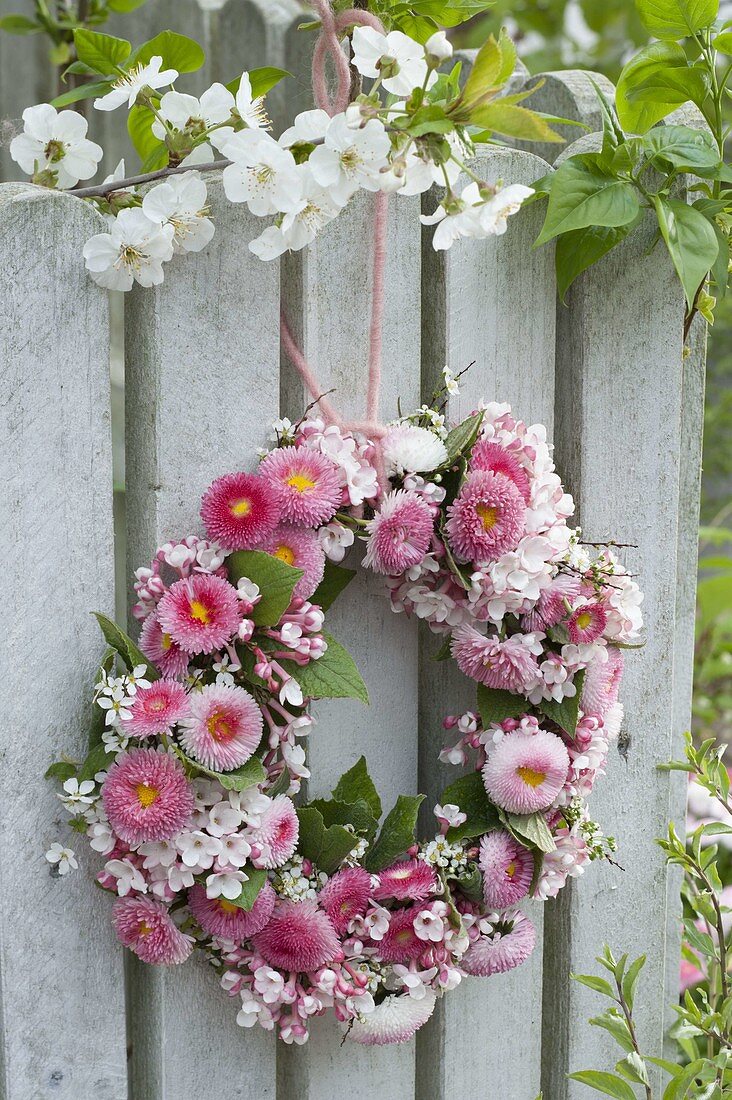 Rosa Kranz aus Bellis (Tausendschön), Viburnum (Schneeball) und Spiraea