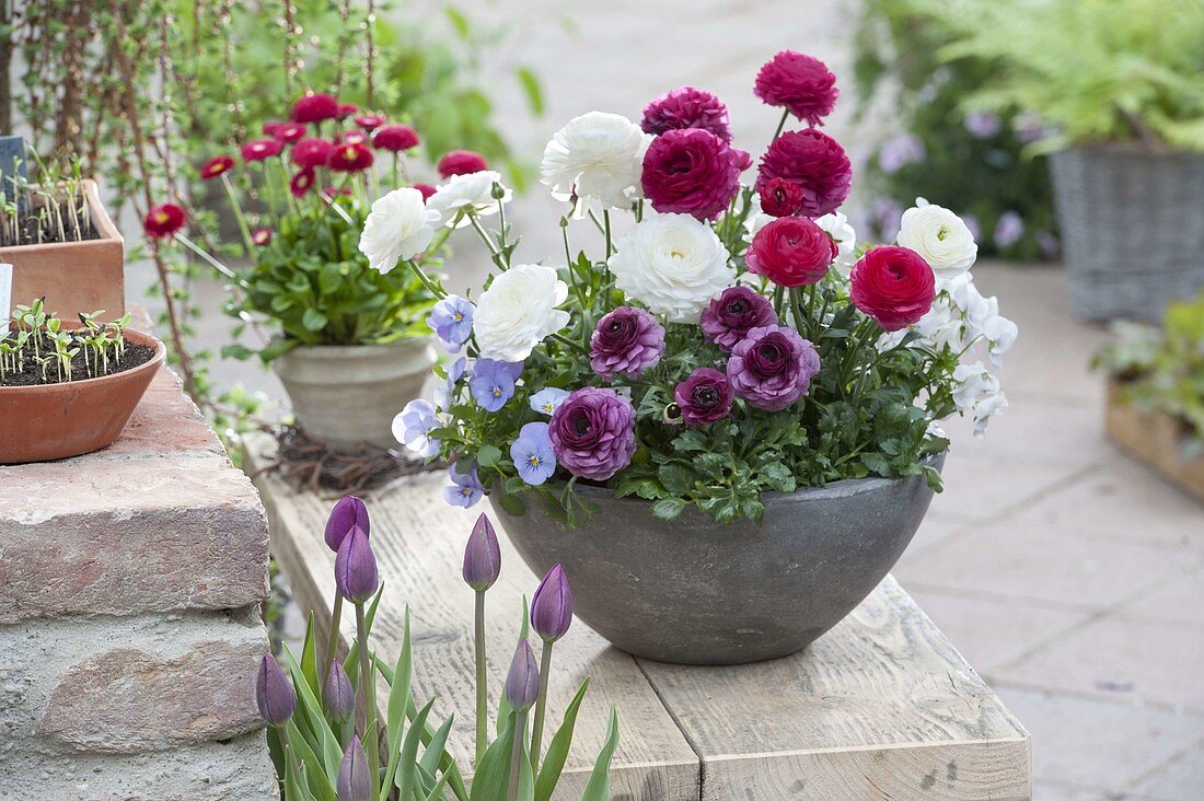 Graue Schale mit Ranunculus Bloomingdale 'White Shades', 'Rose Shades'