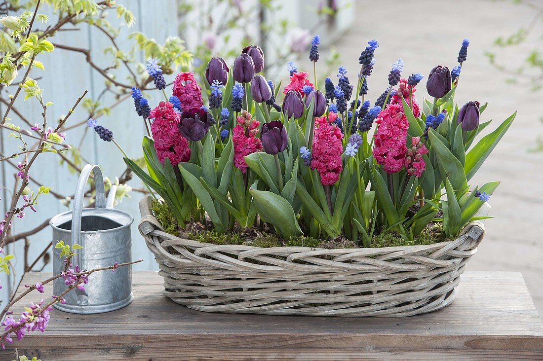 Korbkasten mit Tulipa 'Paul Scherer' (Tulpen), Hyacinthus 'Hollyhock'