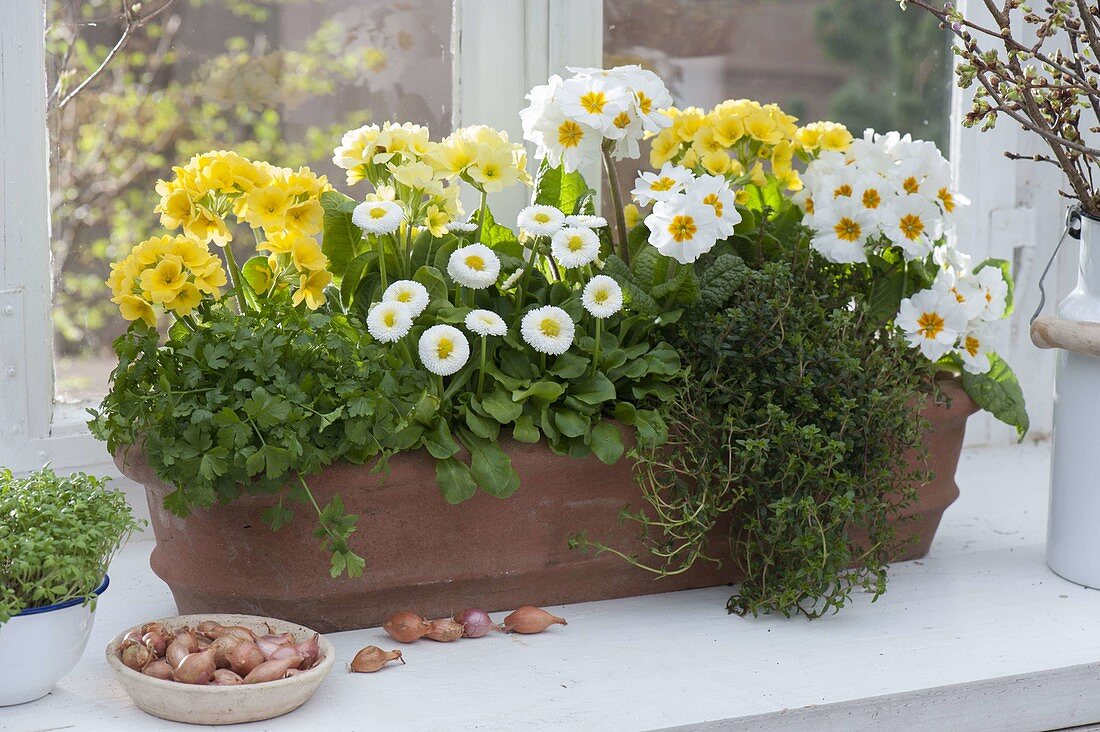 Terracotta - Kasten mit essbaren Pflanzen am Fenster