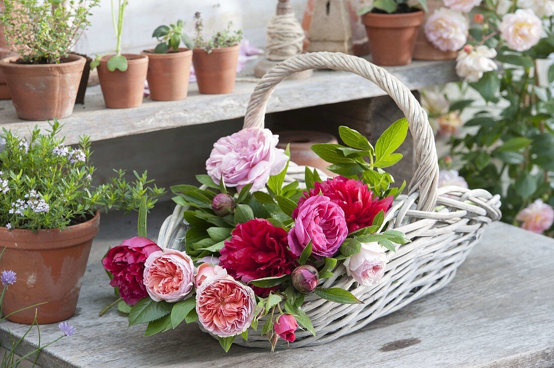 Korb mit frisch geschnittenen Paeonia (Pfingstrosen) und Rosa (Duftrosen)