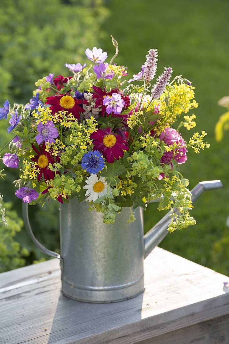 Bunter Strauss aus Tanacetum coccineum (roten Margeriten), Alchemilla