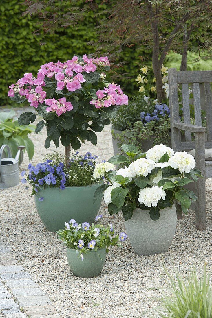 Hydrangea macrophylla 'Taube'