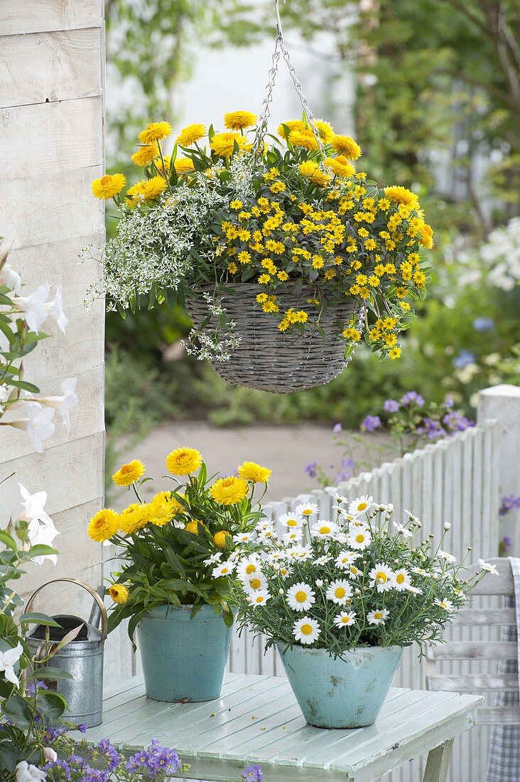 Korbampel mit Bracteantha 'Totally Yellow' (Strohblumen), Euphorbia