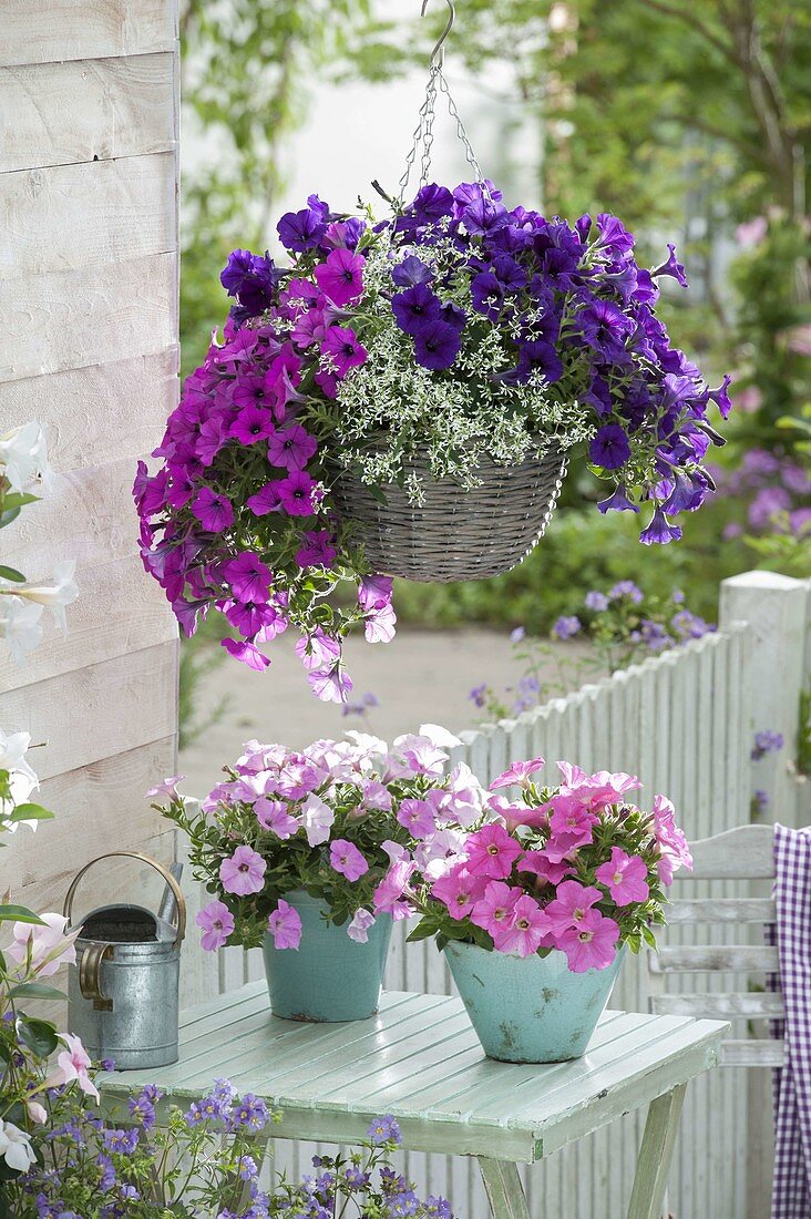 Basket with Petunia Calimero 'Blue' 'Purple' 'Pink', Perfectunia 'Candy'