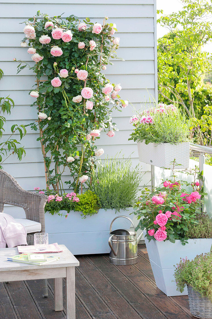 Rose Herbal balcony