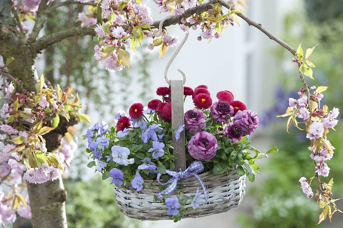 Korb mit Viola cornuta 'Blue' (Hornveilchen), Ranunculus Bloomingdale