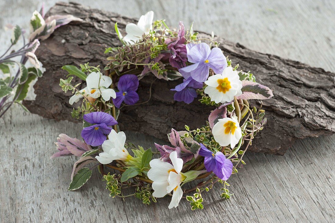 Kränzchen aus Salix (Weide) mit Blüten von Primula (Primeln) und Viola