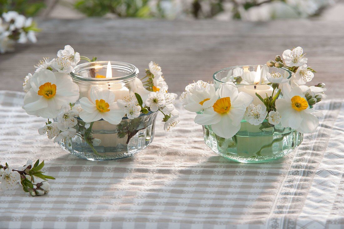 Small lanterns with Narcissus 'Geranium'