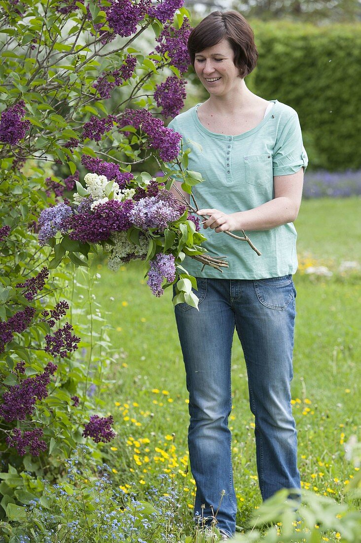 Woman with freshly cut syringa (lilac) for bouquet