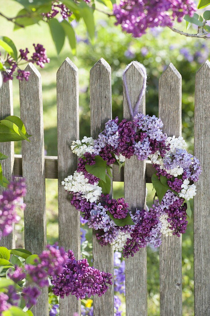 Wreath made of mixed syringa (lilac) hung on fence