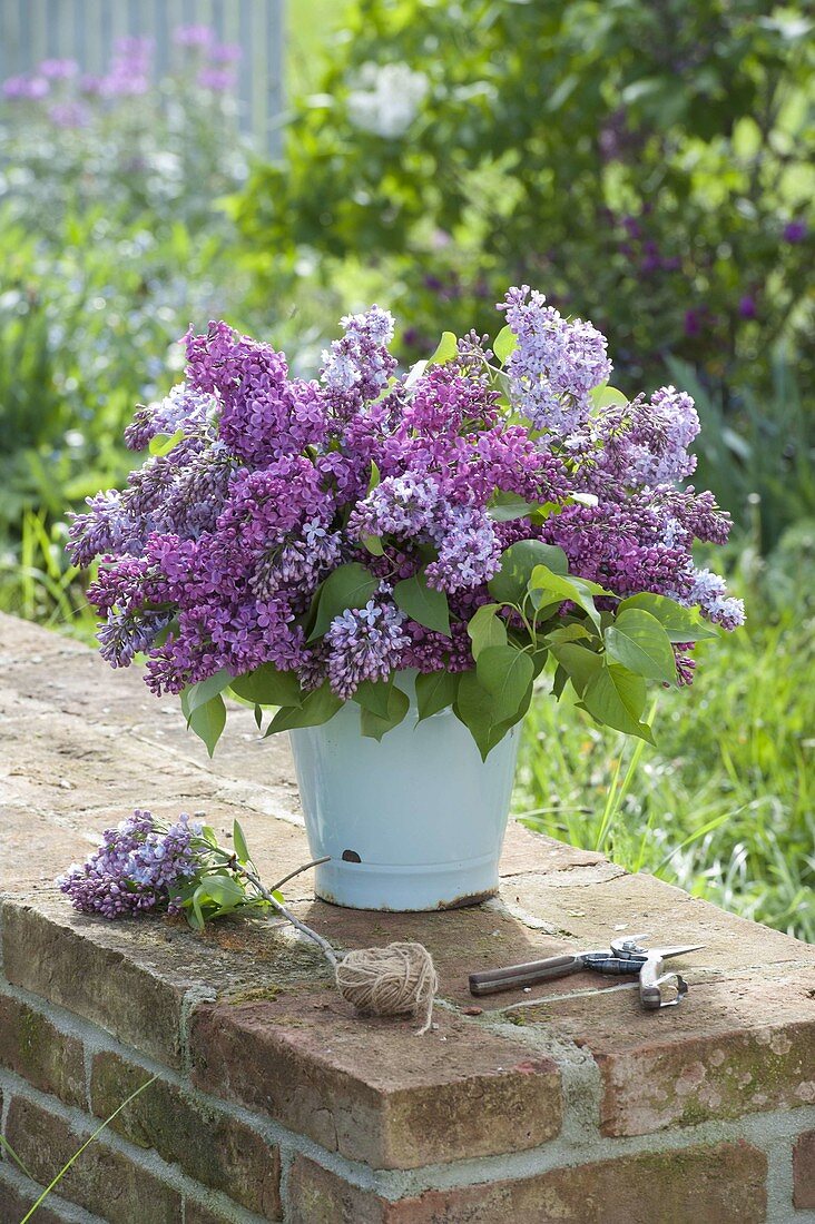 Fragrant bouquet of freshly cut Syringa (Lilac)