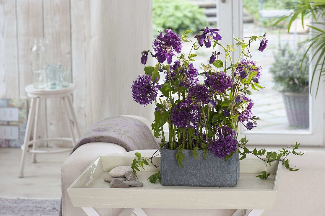 Modern arrangement with Allium 'Purple Sensation' (ornamental leek), Aquilegia
