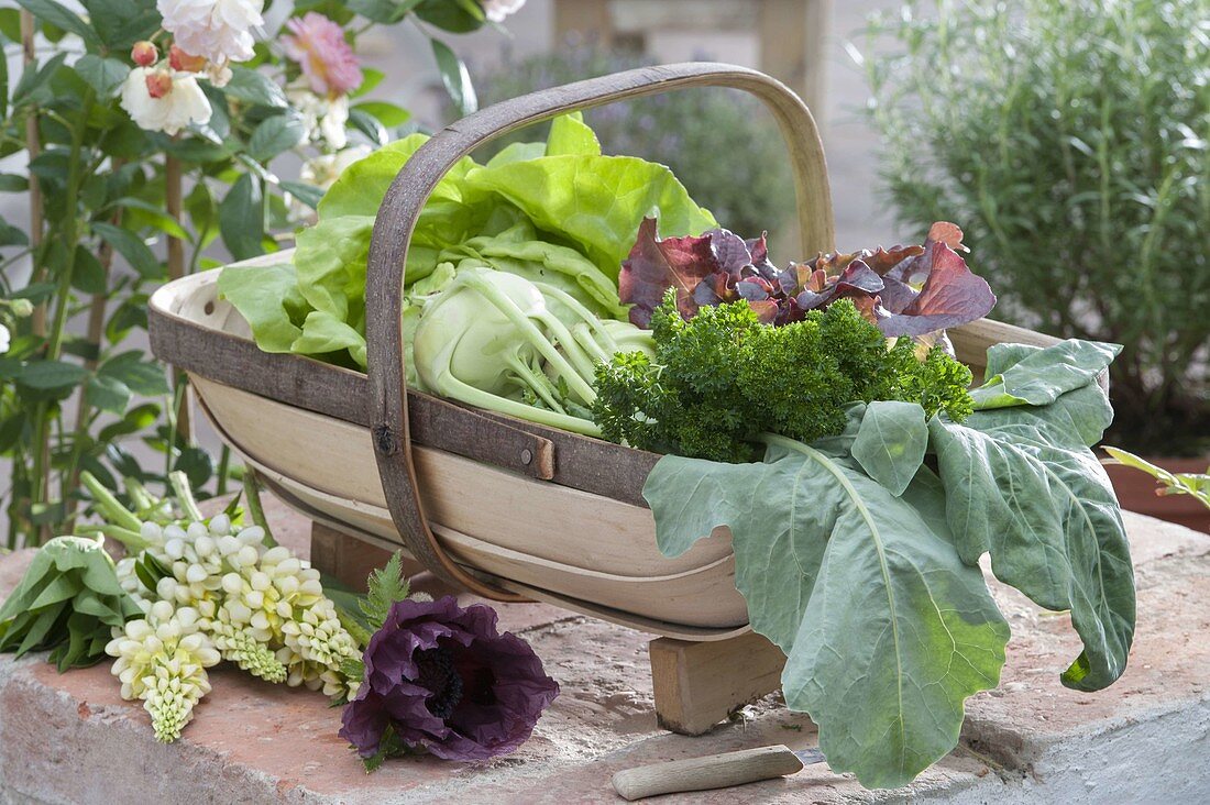 Basket with freshly harvested vegetables