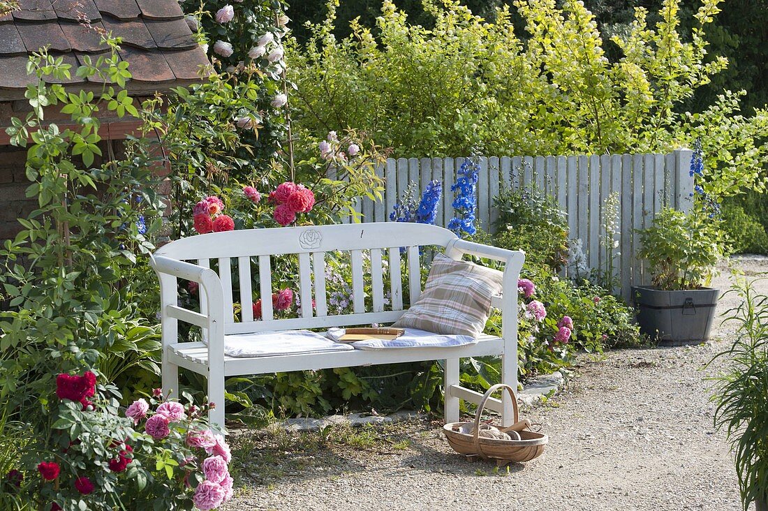 white wooden bench with Rosa (roses) and Delphinium (delphinium)