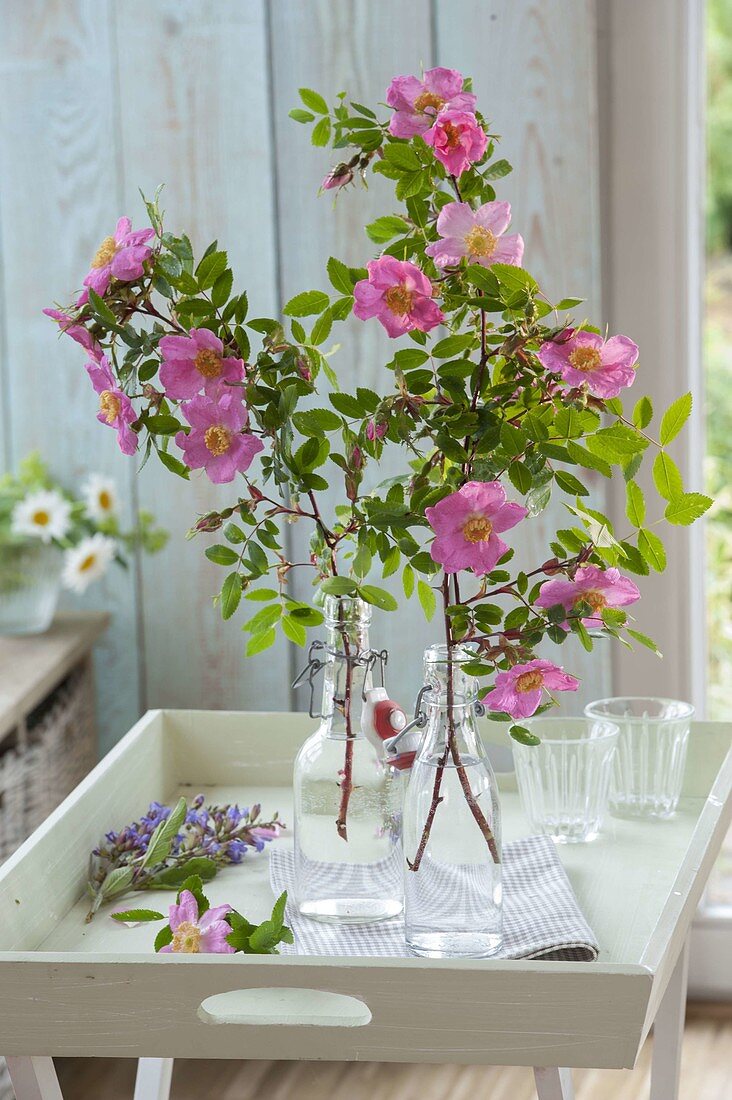 Branches of Rosa Moyesii 'Rosea' (wild rose) placed in bottles