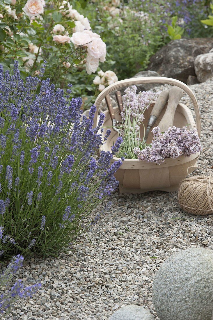 Basket with freshly cut lavender (Lavandula) at the border