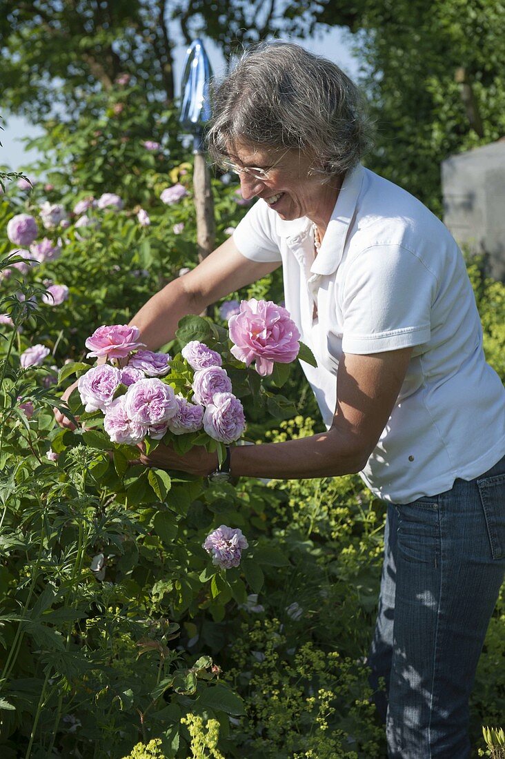Woman pruning Rosa 'Sir Walter Raleigh' (English rose) and 'Gloire de France'.