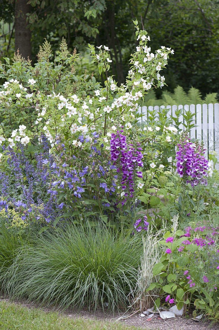 Bed with Philadelphus 'Belle Etoile', Campanula