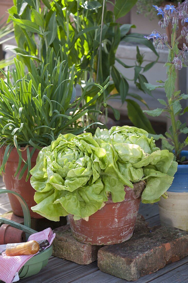 Kopfsalat (Lactuca) und Tulbaghia violacea (Kaplilie, Wilder Knoblauch