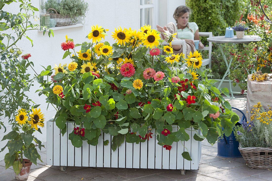 Plant mobile box with annual summer flowers