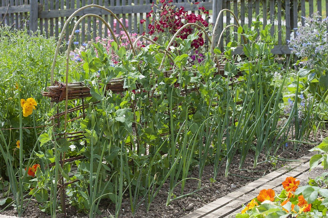 Growing sugar pea 'ambrosia' in the organic garden