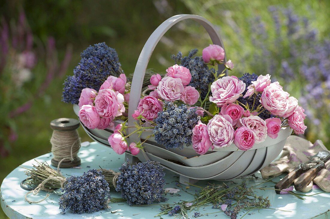 Korb mit frisch geschnittenen Rosa (Rosen) und Lavendel (Lavandula)
