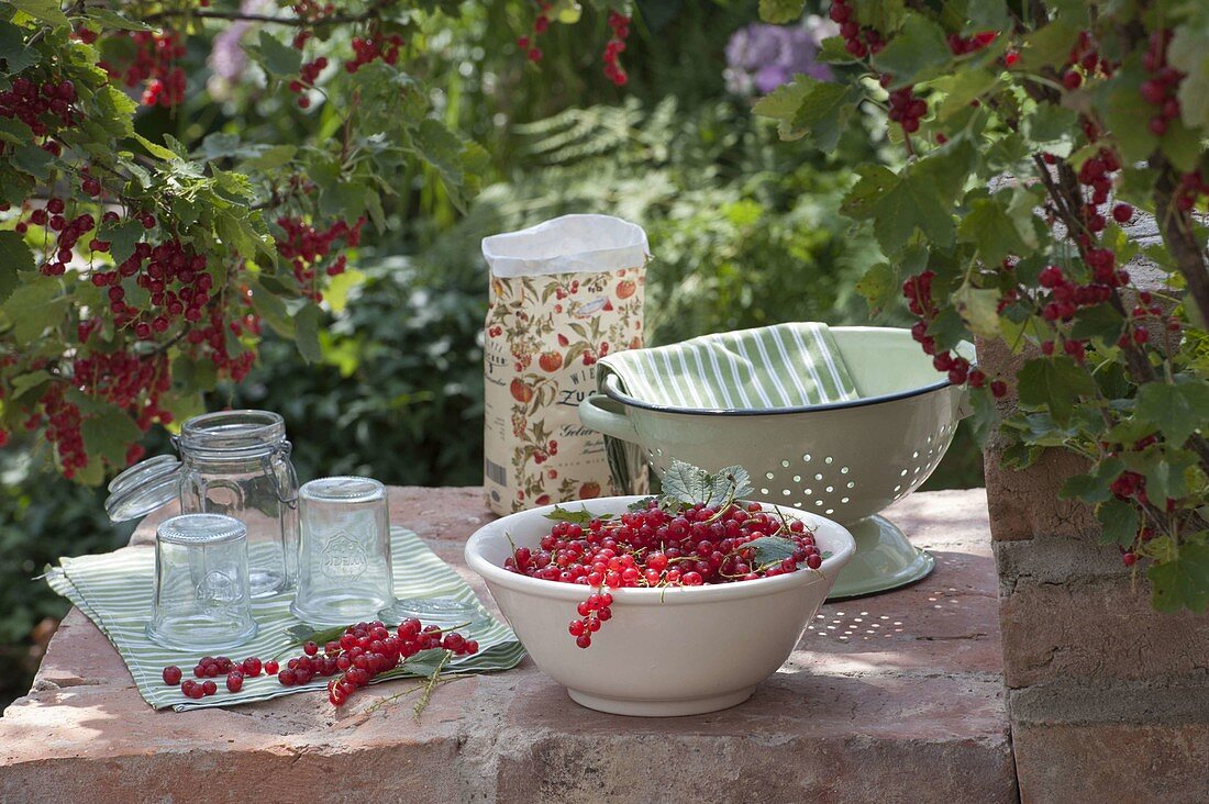 Freshly picked red currants (Ribes rubrum) in a bowl