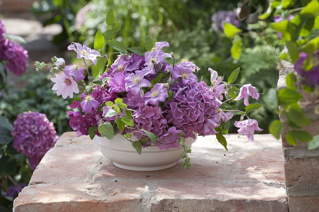 Bowl with hydrangea (hydrangea), clematis (woodland vine) and lavatera