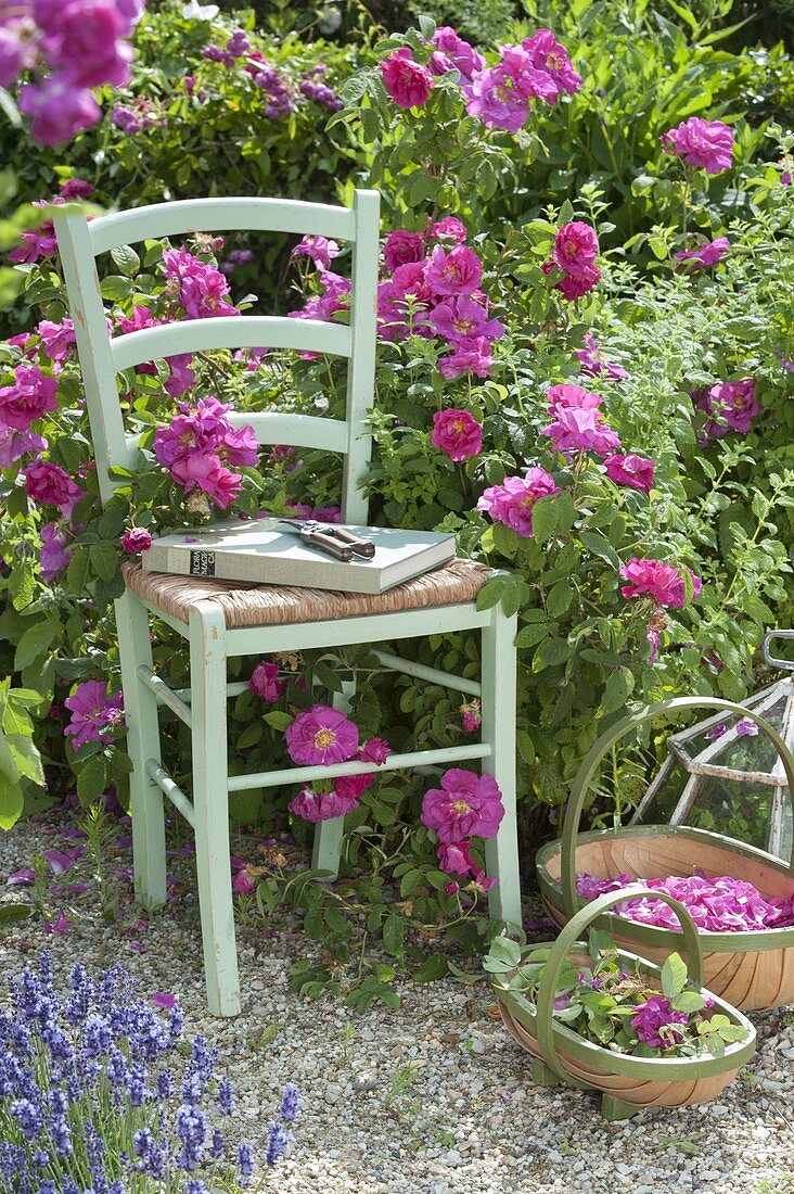 Stuhl vor Rosa gallica officinalis (Apothekerrose), historisch, einmalblühend