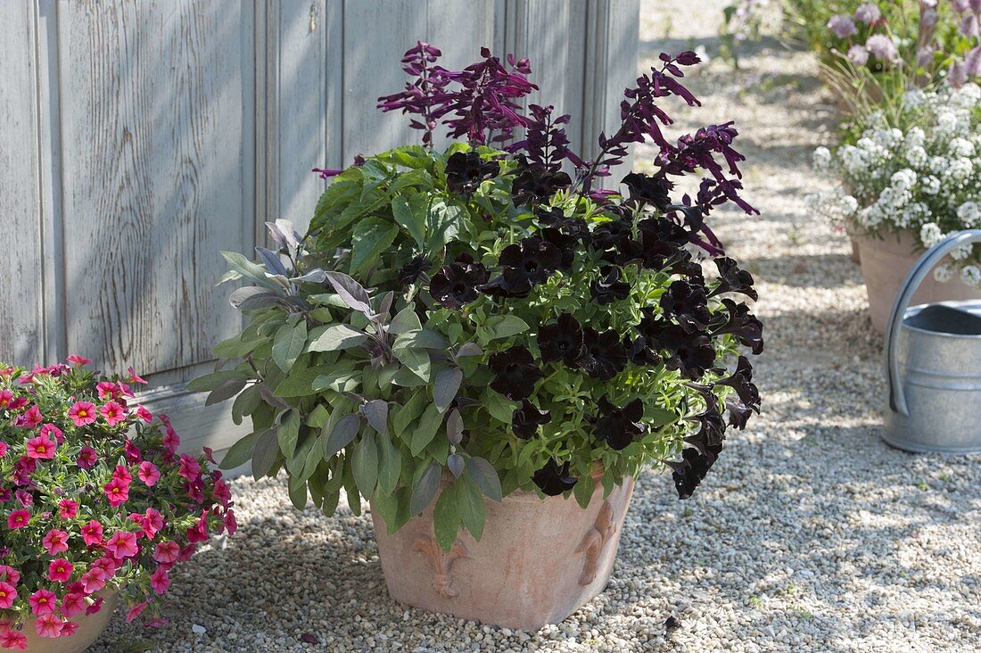 Terracotta pot with Salvia 'Go-Go Purple', Petunia 'Upright Black