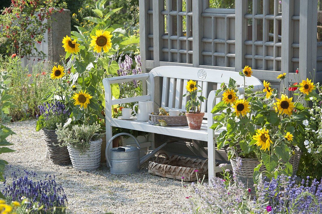 Bench between sunflowers at the garden house